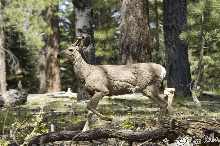 Canyonlands_20080531_172902_239_2X.jpg - A young mule deer navigates some deadfalls at Grand Canyon North Rim, Arizona.