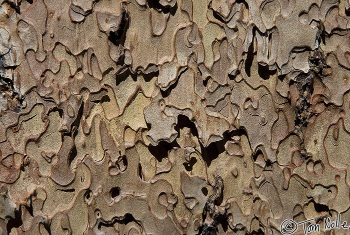 Canyonlands_20080531_173702_462_20.jpg - The almost-eroded look of this bark shows damage from beedles.  Grand Canyon North Rim, Arizona.