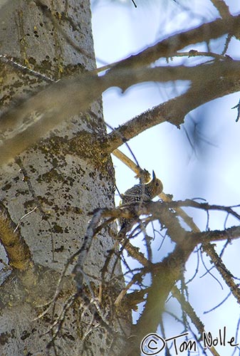 Canyonlands_20080531_181838_246_2X.jpg - A female, dancing about in thick branches and bad light!  Grand Canyon North Rim, Arizona.