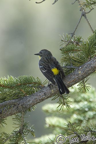 Canyonlands_20080601_115604_272_2X.jpg - The slang name for this yellow-rumped warbler is clearly appropriate.  Grand Canyon North Rim, Arizona.