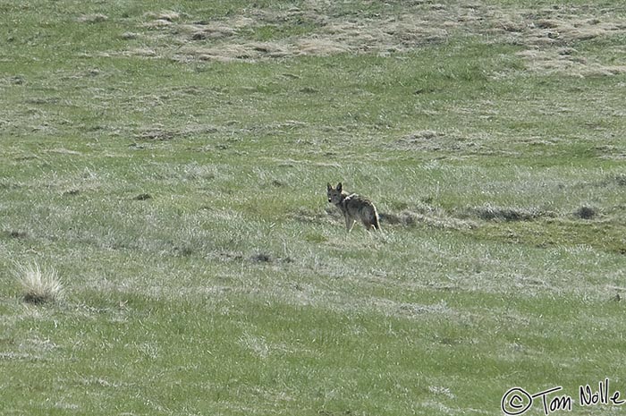 Canyonlands_20080601_121312_337_2X.jpg - A lone coyote watches from an open meadow outside the Grand Canyon North Rim, Arizona.