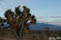 Canyonlands_20080524_221656_598_20