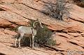 Canyonlands_20080528_171706_795_2X