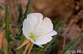 Canyonlands_20080529_103838_084_2X