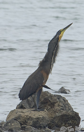 CostaRica_20100321_150618_494_2X.jpg - The male Bare-Throated Tiger Heron, meanwhile, has selected a nice perch and is giving the mating call.  Granito de Oro, Coiba National Park, Panama.