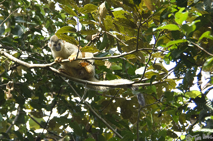 CostaRica_20100324_103308_585_2X.jpg - This Titi is checking out behind him before he continues to move along the branch.  Manuel Antonio National Park, Costa Rica.