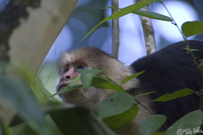 CostaRica_20100324_114304_909_2X.jpg - A cappuccino monkey hides in the branches in Manuel Antonio National Park, Costa Rica.