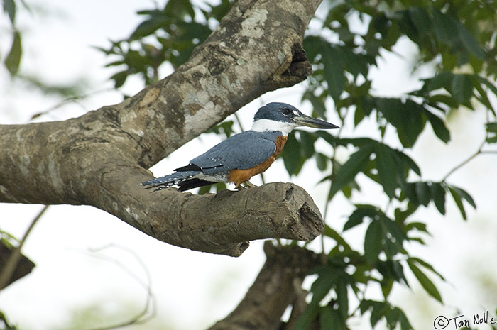 CostaRica_20100329_115902_024_2X.jpg - There are several breeds of kingfisher along this river, and we got an early look at this one.  Cano Negro (Rio Frio) River, Costa Rica.