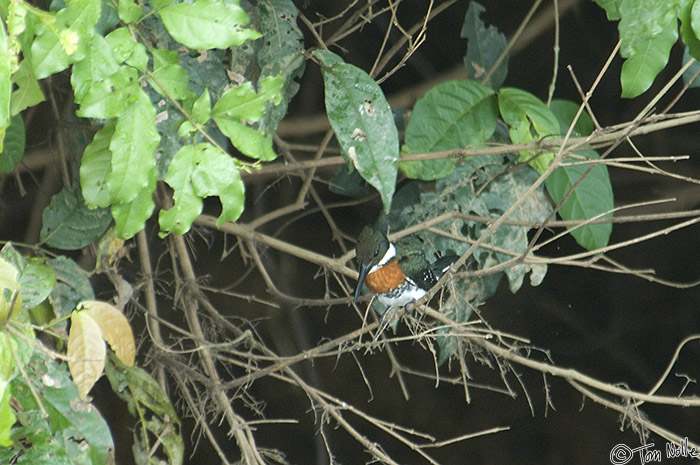 CostaRica_20100329_121626_075_2X.jpg - It seems like we're on a kingfisher roll here!  Cano Negro (Rio Frio) River, Costa Rica.