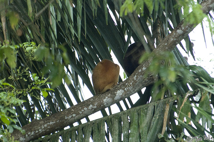 CostaRica_20100329_123046_152_2X.jpg - This is a very light-colored howler monkey, almost an albino.  A darker one is just visible to the right.  Cano Negro (Rio Frio) River, Costa Rica.